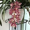 cymbidium sakura